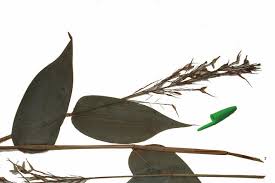 Image result for Olyra latifolia