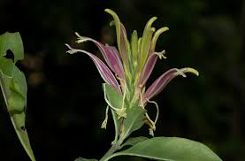 Image result for Anisotes