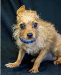 Wiregrass Humane Society...