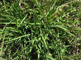 Image result for Stenotaphrum dimidiatum