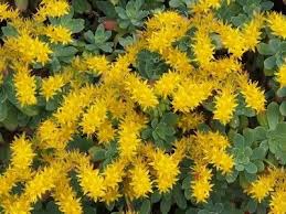 Plante tapissante pour fixer les talus, fleur jaune ou rose pâle. Epingle Sur Sedum Palmeri Une Plante Grasse Rustique