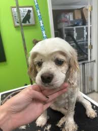 Dog Grooming Services in Brunswick