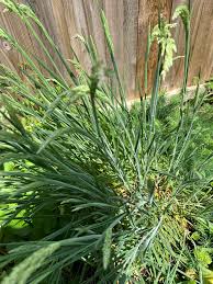 Image result for Acroceras macrum