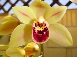 Cymbidiums Connection: Miniature/Novelty> D