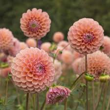Linda S Baby Dahlia Flower Garden Flower Farm Beautiful Flowers