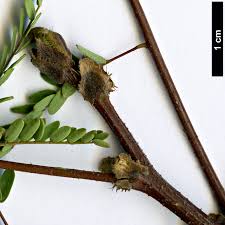 Image result for Erythrostemon gilliesii