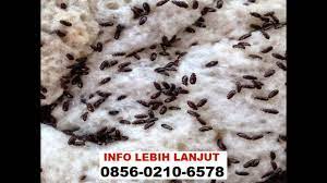 Maybe you would like to learn more about one of these? Semut Jepang Jenis Type Kelas Binatang Kecil Hitam Bisa Terbang Cara Membedakan Youtube