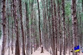 Jikalau anda semua mahu mencari pembacaan tentang pantai senok di kelantan?kalau ya, maka para pembaca tengah berada di tempat rujukan yang benar! Seakan Nami Island Di Korea Pantai Senok Menjadi Tarikan Di Kota Bharu Kelantan