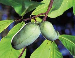 We did not find results for: 7 Fruitiers Exotiques Et Rustiques A Cultiver Au Jardin Blog Promesse De Fleurs