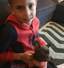 Please spread the word for this lost Frenchie have you seen