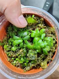 Image result for Genlisea africana