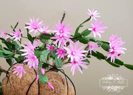 Check spelling or type a new query. How To Care For Your Easter Cactus Whitneykshaffer Com