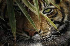 Grand Theft Auto V Online Wildlife Dlc Fearsome Wolves Deadly Tigers Or Insane Bears Tiger Pictures Tiger Picture Tiger Wallpaper