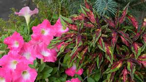 Image result for Coleus zombensis