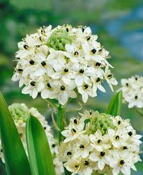 Image result for Ornithogalum seineri