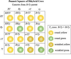 For dihybrid traits and calculation of the predicted genotypic and phenotypic ratio of offspring of dihybrid crosses involving unlinked autosomal genes. Biology Mendelian Genetics Shmoop Biology