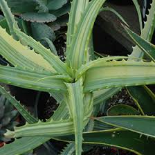 Image result for Aloe arborescens × musapana