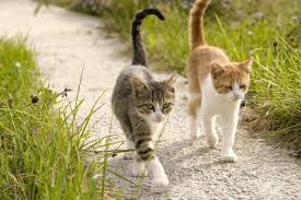 Noms De Chat Lequel Lui Donner Gamm Vert