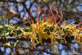 Image result for Plicosepalus amplexicaulis