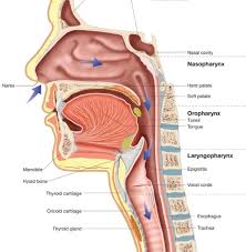 In this page, we are going to study the nose anatomy, with a special focus on the anatomical importance of the nasal cavity structure. Nasal Cavity Anatomy Album On Imgur