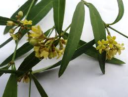 Image result for Secamone