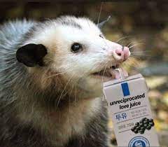 Pin By Tala On Opossums Awesome Possum Opossum Baby Possum