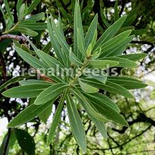 Image result for Protea gaguedi