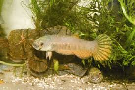 How To Care For Your Betta Fish Betta Fish Betta Fish