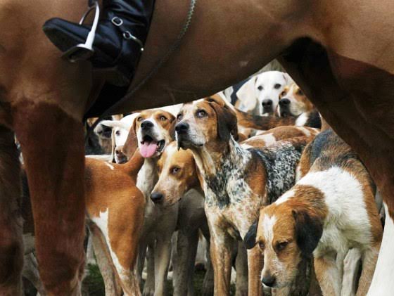 British fox hunters mount challenge to ban
