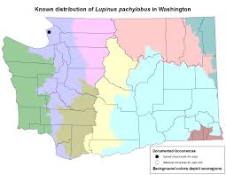 Image result for Pachylobus