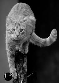Chats En Noir Et Blanc Les Photos De Rapata Chat Noir Et Blanc Noir Et Blanc Photo Chat