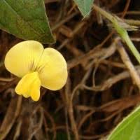 Image result for Vigna hosei