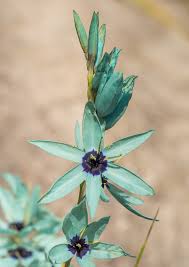 Image result for Ixia