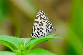 Some species look completely different if viewed from the top or bottom sides of the wings and are included in more than one section. Royalty Free Black Butterfly White Spots Photos Pikist