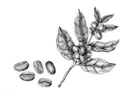 Download Premium Vector Of Hand Drawn Fresh Coffee Beans Vector 1200277 Fresh Coffee Beans Coffee Beans Fresh Coffee