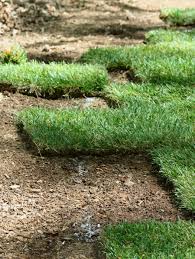 Perfect for sun, shade and slopes: Lawn Establishment Home Garden Information Center