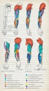 Epingle Par Nur Sur Anatomie Des Organes Anatomie Du Corps Anatomie Corps Humain Anatomie Medicale