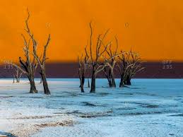 Miss cellania • tuesday, may 17, 2011 at 5:09 pm. Namib Desert Tree Stock Photos Offset