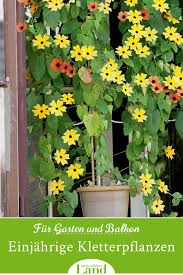Einjahrige Kletterpflanzen Schwarzaugige Susanne Kletterpflanzen Pflanzen Einjahrige Kletterpflanzen