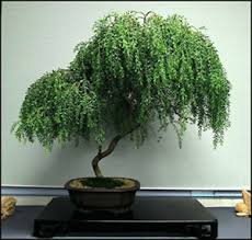Weeping willows grow as much as eight to ten feet a year! Bonsai Tree Dwarf Weeping Willow Live Plant Best Gift Houseplant Indoor Ebay