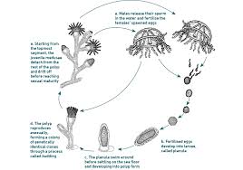 The jellyfish life cycle begins as eggs and sperms from the male and female jellyfish. The Immortal Jellyfish 7 Amazing Facts Underwater360