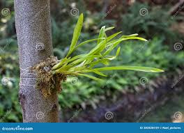 Image result for orchid cuttings