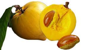 The fruit has a thin orange to yellow skin, and the pulp is dry like the yolk of a hard boiled egg. Canistel Egg Fruit Tree