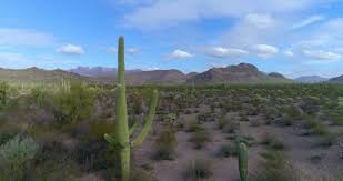 Organ pipe cactus national monument is a u.s. Organ Pipe Cactus National Monument Arizona Usa 4k Stock Video 401 733 318 Framepool Stock Footage