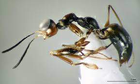 Image result for Gonatopus