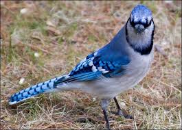 Black Bird With White Spots On Wings Blue Jay Cyanocitta Cristata North American Birds Online Guide Blue Jay Jay Bird Bird