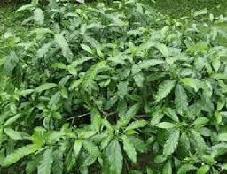 Image result for Tabernaemontana ventricosa