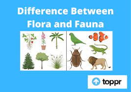 They're geographical/scientific terms, they basically mean the same thing. Difference Between Flora And Fauna In Tabular Form