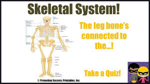 It has spaces within filled with red bone marrow. Promoting Success Skeletal System Science Human Body For Kids In Middle School Teachers Pay Teachers