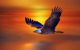 Download and use 50,000+ iphone wallpaper stock photos for free. 340 Bald Eagle Hd Wallpapers Background Images